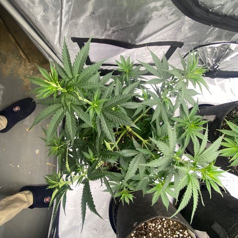 Purple Cinderella #2 growlog photo: Heavy LST day