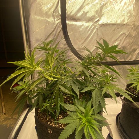 Purple Cinderella #2 growlog photo: Heavy LST day