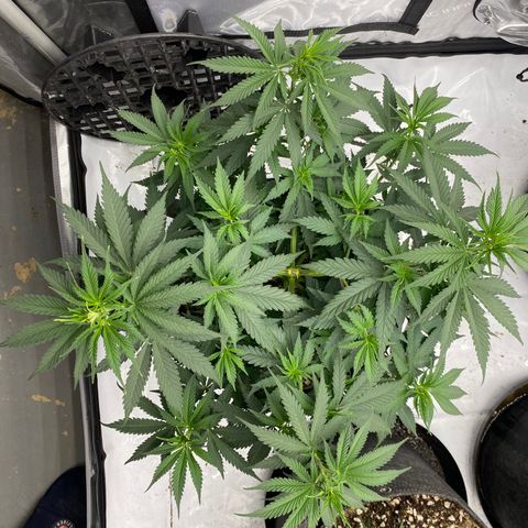 Purple Cinderella #2 growlog timeline photo