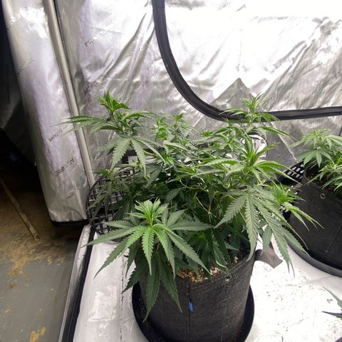 Purple Cinderella #2 growlog timeline photo