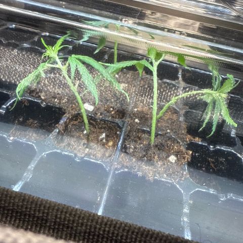 Purple Cinderella #2 growlog timeline photo