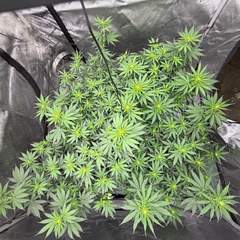 Purple Cinderella #2 growlog timeline photo
