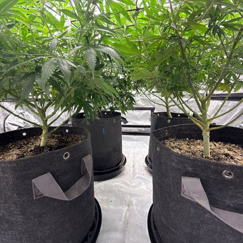 Purple Cinderella #2 growlog timeline photo