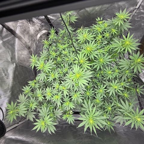 Purple Cinderella #2 growlog timeline photo