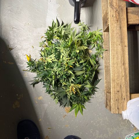 Purple Cinderella #2 growlog timeline photo