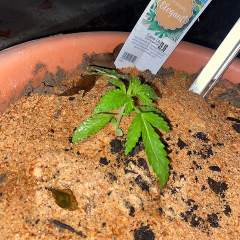 Katherine Ann growlog photo: Sprouted on 10/30. 3 made it and are living at Egret’s, Nelly’s, and my home. Suspect possible 2 females. Will keep updated on sex identity 