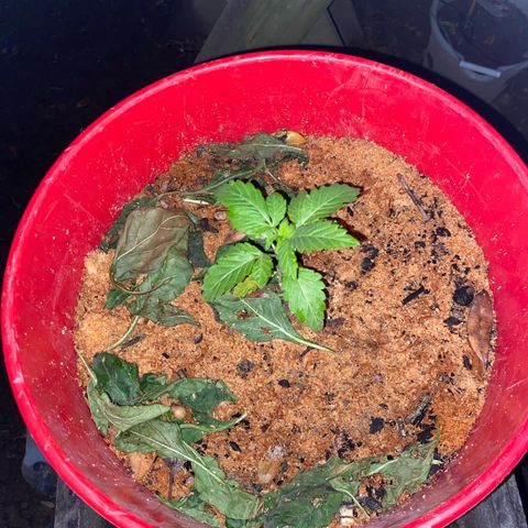 Katherine Ann growlog photo: 3 weeks old from the sprout. 2 weeks in vegetive state