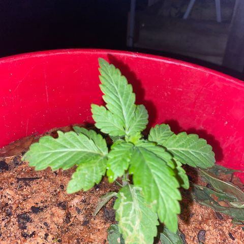 Katherine Ann growlog photo: 3 weeks old from the sprout. 2 weeks in vegetive state