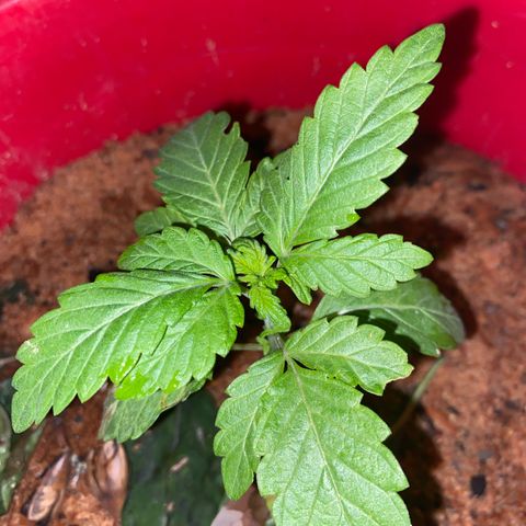 Katherine Ann growlog photo: 3 weeks old from the sprout. 2 weeks in vegetive state