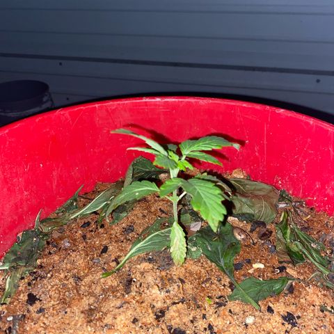 Katherine Ann growlog photo: 3 weeks old from the sprout. 2 weeks in vegetive state