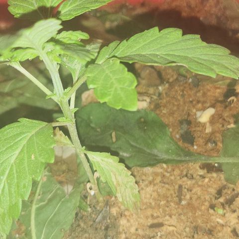 Katherine Ann growlog photo: House companion progress