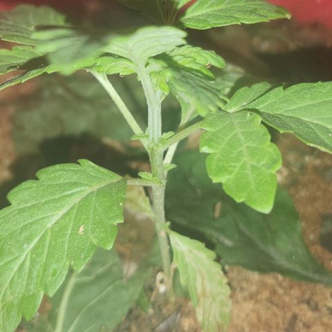 Katherine Ann growlog photo: House companion progress