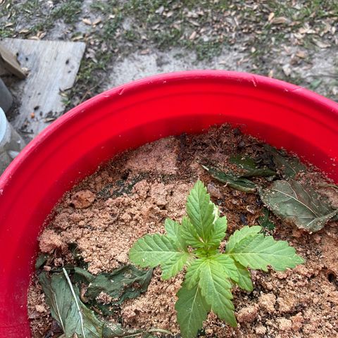 Katherine Ann growlog photo: House companion progress