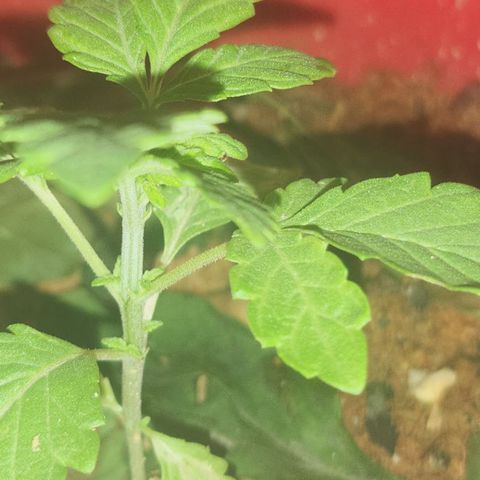 Katherine Ann growlog photo: House companion progress