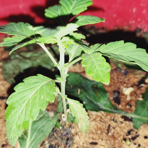 Katherine Ann growlog photo: House companion progress