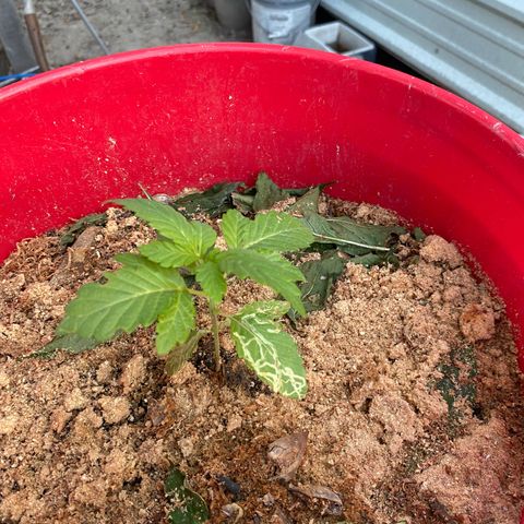 Katherine Ann growlog photo: House companion progress