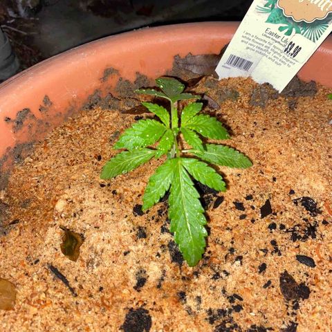 Katherine Ann growlog timeline photo