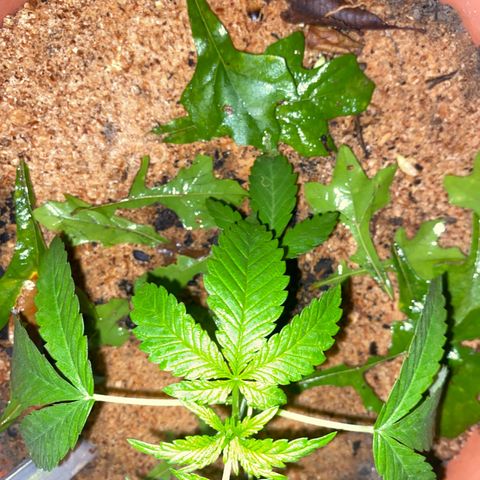 Audrey Marie growlog photo: Rain and temp is 51 degrees