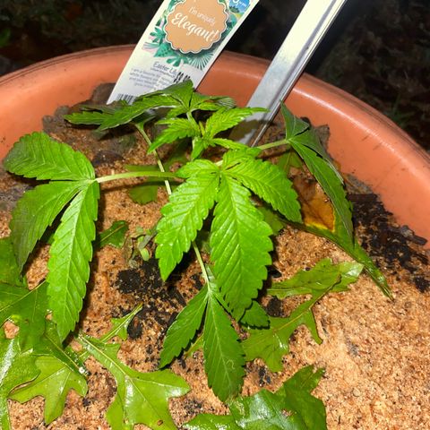 Audrey Marie growlog timeline photo
