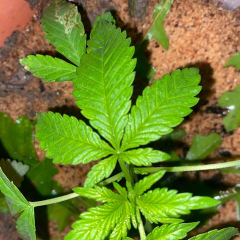 Audrey Marie growlog timeline photo