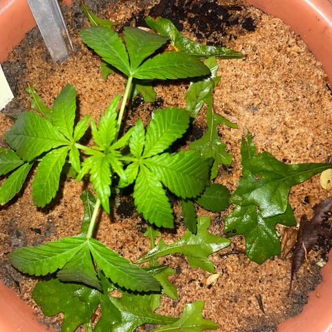 Audrey Marie growlog timeline photo