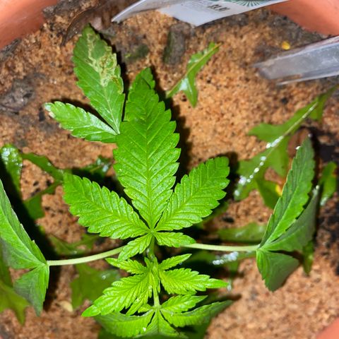Audrey Marie growlog timeline photo