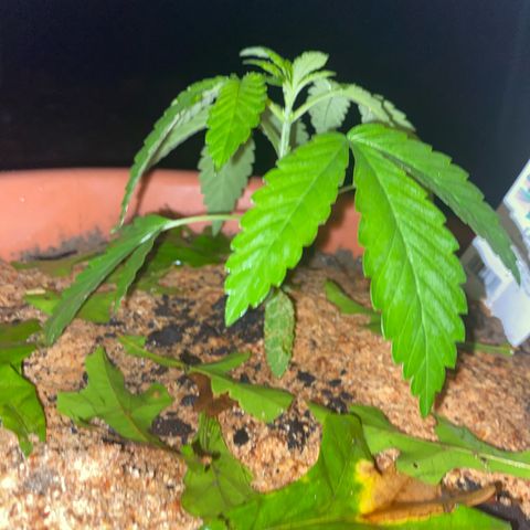 Audrey Marie growlog photo: 4 3/4” in height