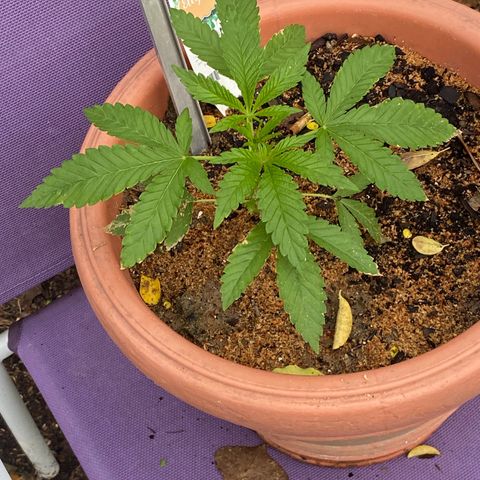 Audrey Marie growlog timeline photo