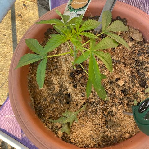 Audrey Marie growlog timeline photo