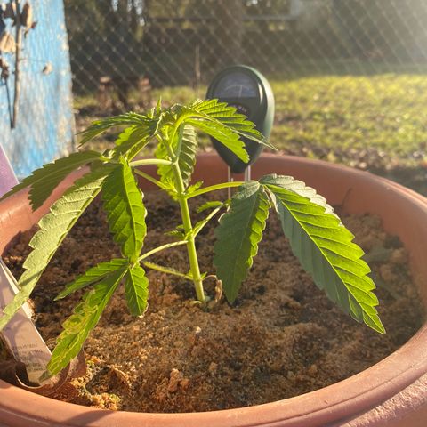 Audrey Marie growlog timeline photo