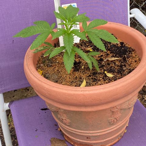 Audrey Marie growlog timeline photo