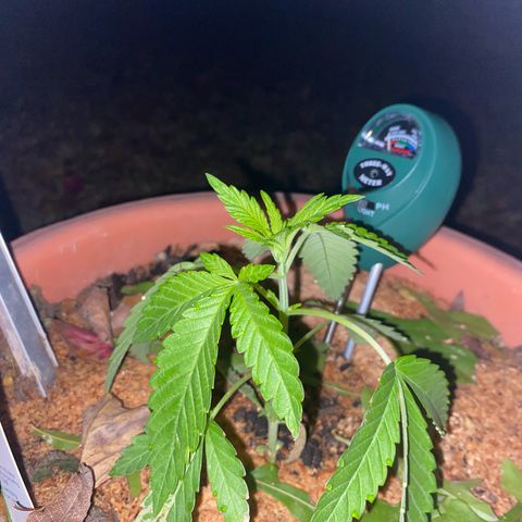 Audrey Marie growlog timeline photo