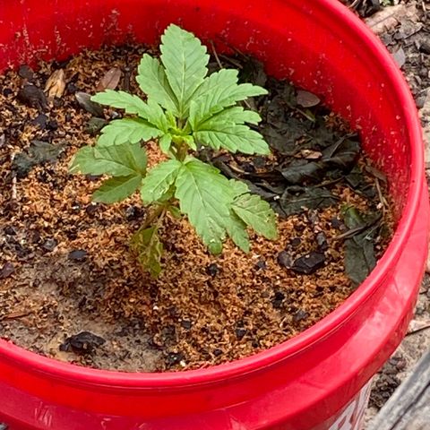 Katherine Ann growlog photo: Updating growth spurt 