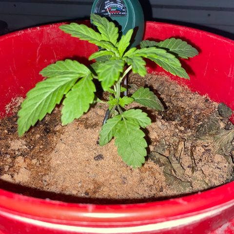 Katherine Ann growlog photo: Updating growth spurt 