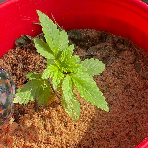Katherine Ann growlog photo: Updating growth spurt 