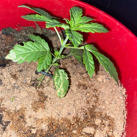 Katherine Ann growlog photo: Updating growth spurt 