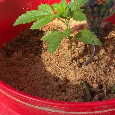 Katherine Ann growlog photo: Updating growth spurt 