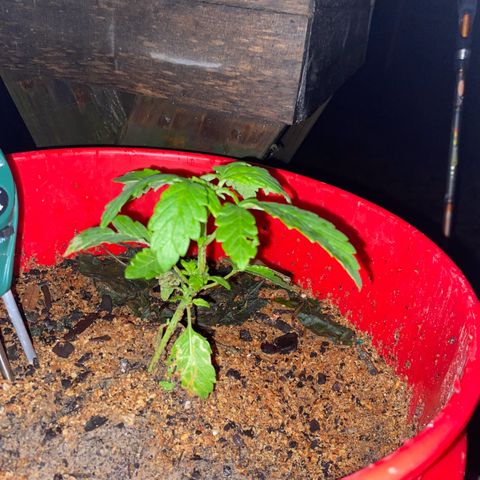 Katherine Ann growlog timeline photo