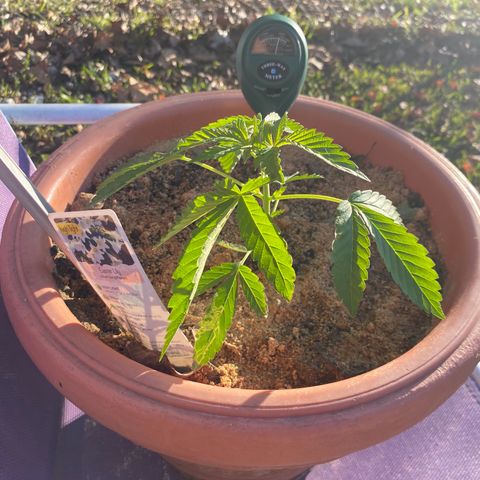 Audrey Marie growlog timeline photo