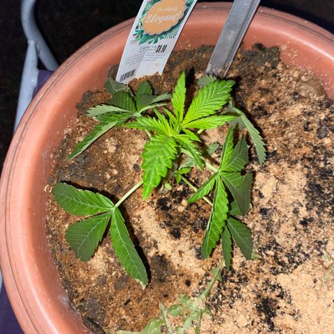 Audrey Marie growlog timeline photo