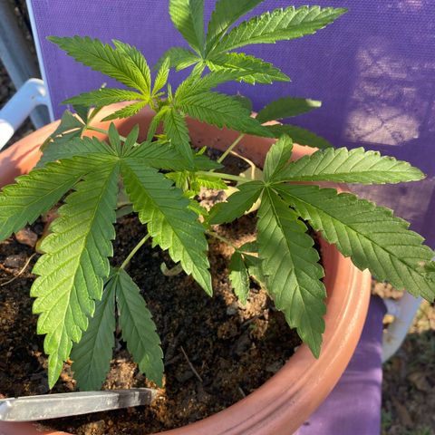 Audrey Marie growlog timeline photo