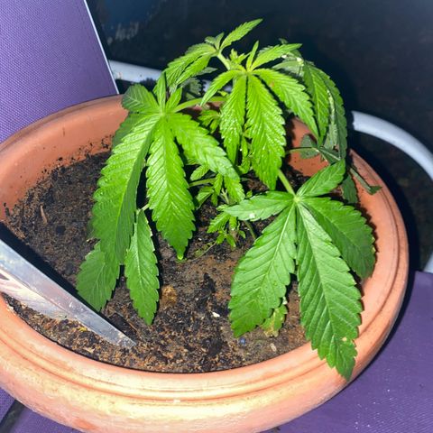 Audrey Marie growlog timeline photo