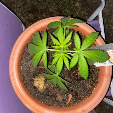 Audrey Marie growlog timeline photo