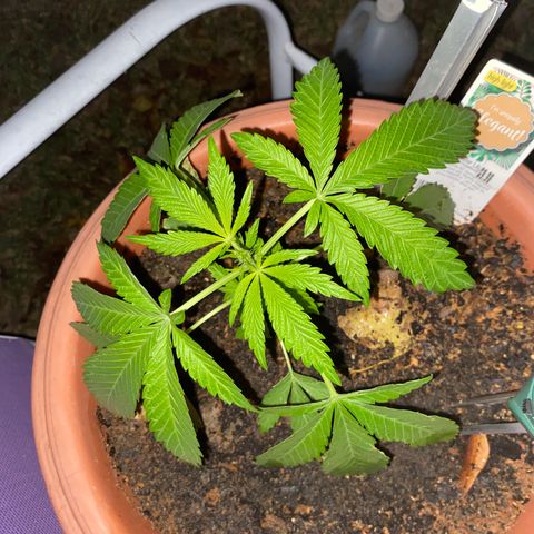 Audrey Marie growlog timeline photo