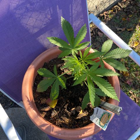 Audrey Marie growlog timeline photo