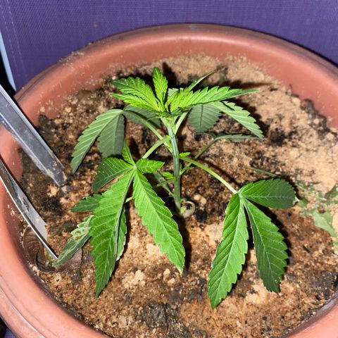 Audrey Marie growlog timeline photo