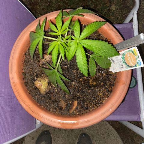Audrey Marie growlog timeline photo