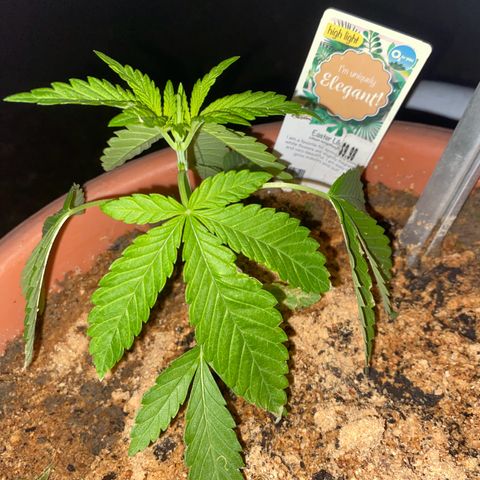 Audrey Marie growlog timeline photo