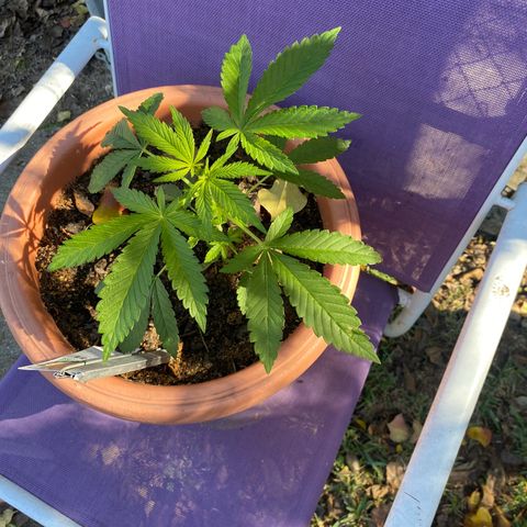 Audrey Marie growlog timeline photo
