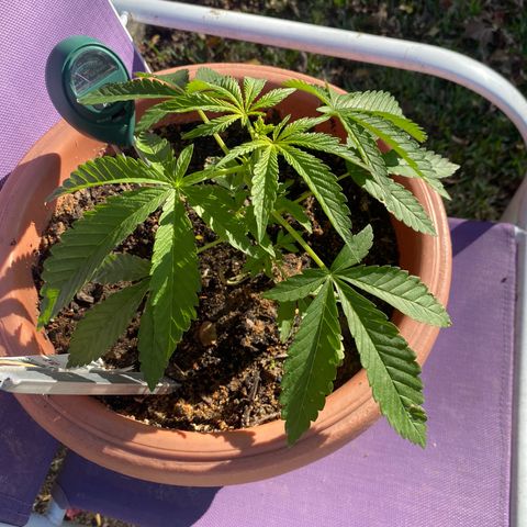 Audrey Marie growlog photo: Huge beautiful sunlight and she’s showing how big she wants to be! You are a true beauty Audrey